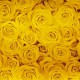 Rouleau de papier cadeaux motifs roses jaunes 60gr