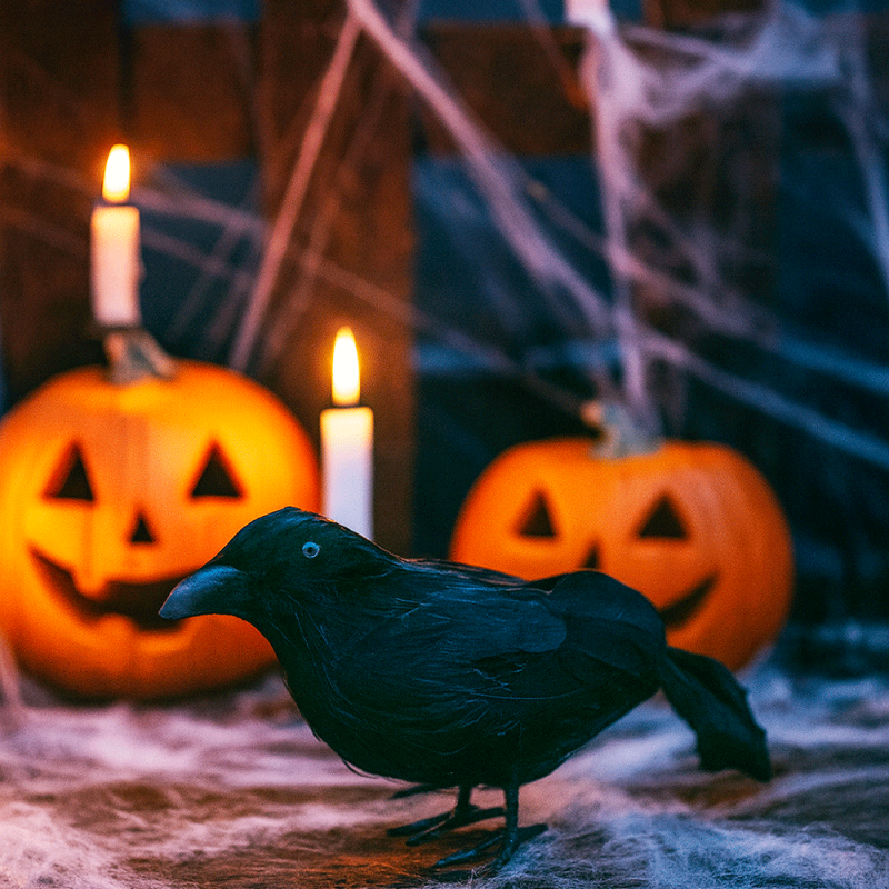 Cuervo negro pequeño, decoración de halloween